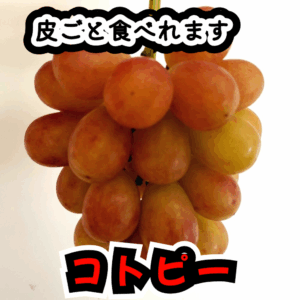コトピー