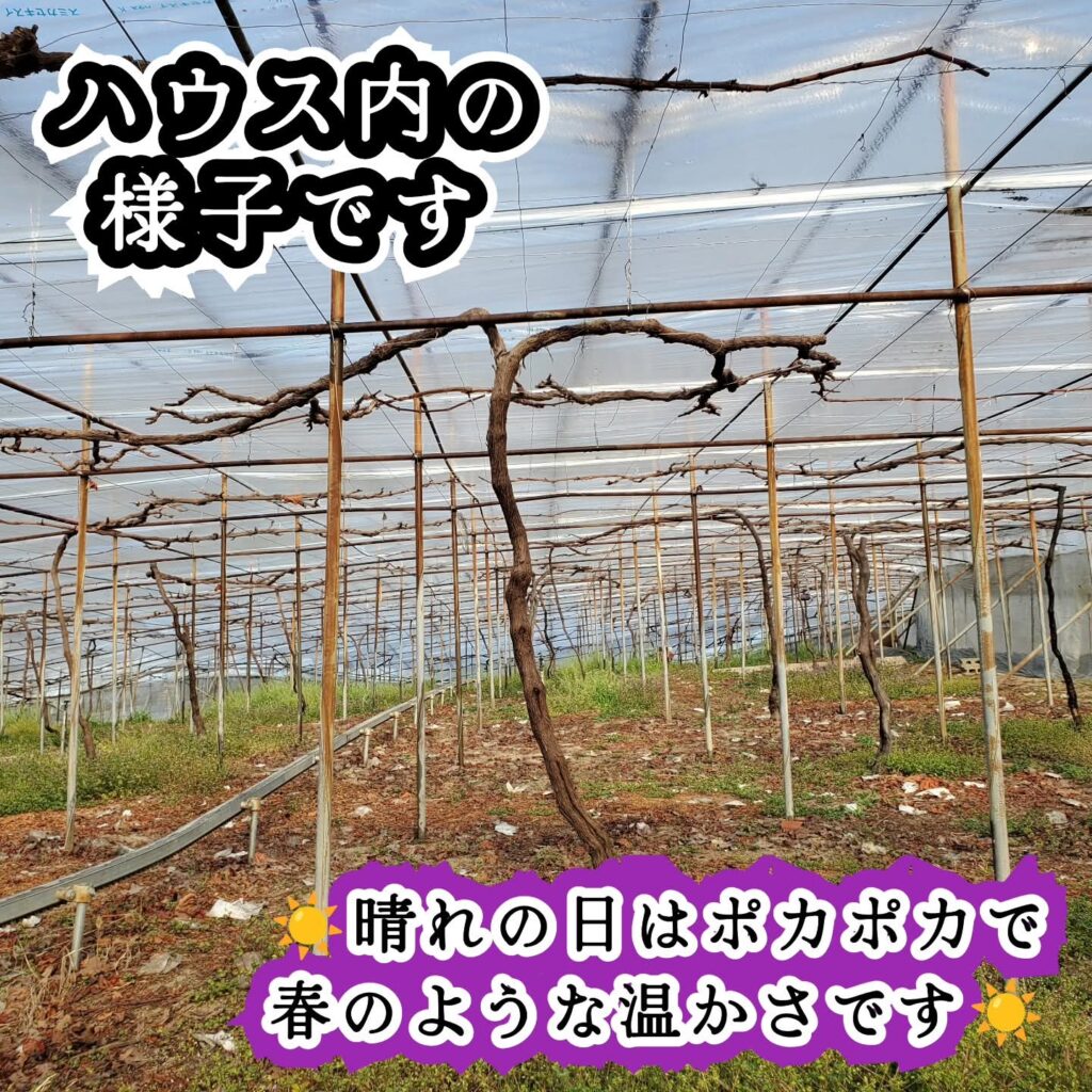 ハウス内の様子